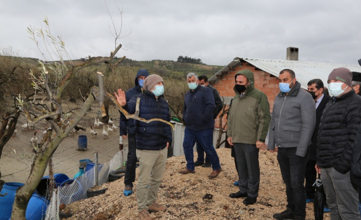 Bursa'da zeytin  üreticilerine uygulamalı eğitim