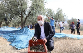 “Topraktan Halka Zeytinyağı”nda hasat başladı